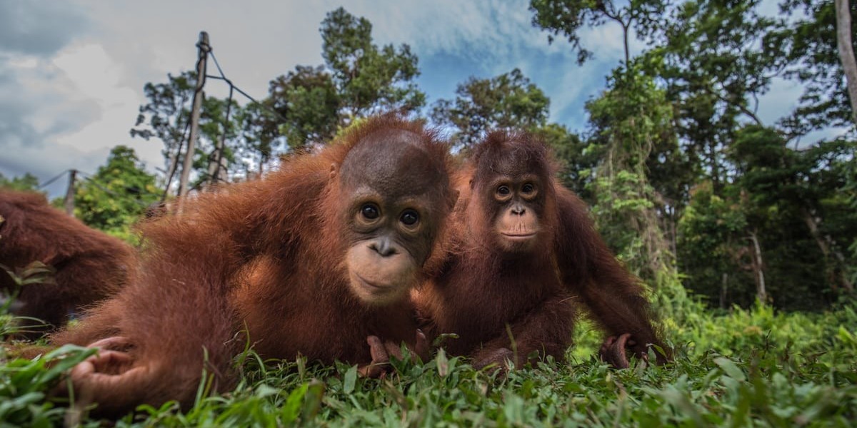 The Interesting World of Borneo's Orangutans