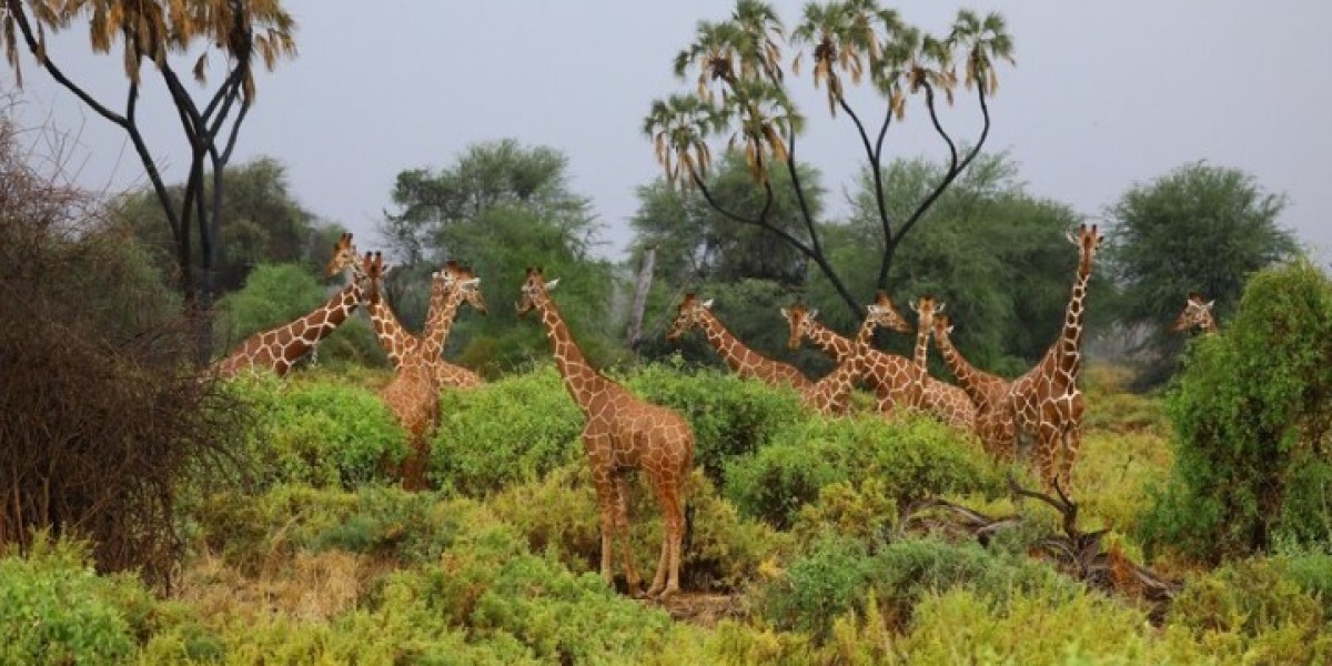 Create Lasting Memories: Private Safari Tours in Kenya