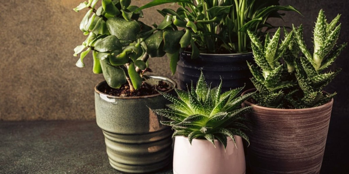 Affordable and Decorative Indoor Pots & Planters For Your Home