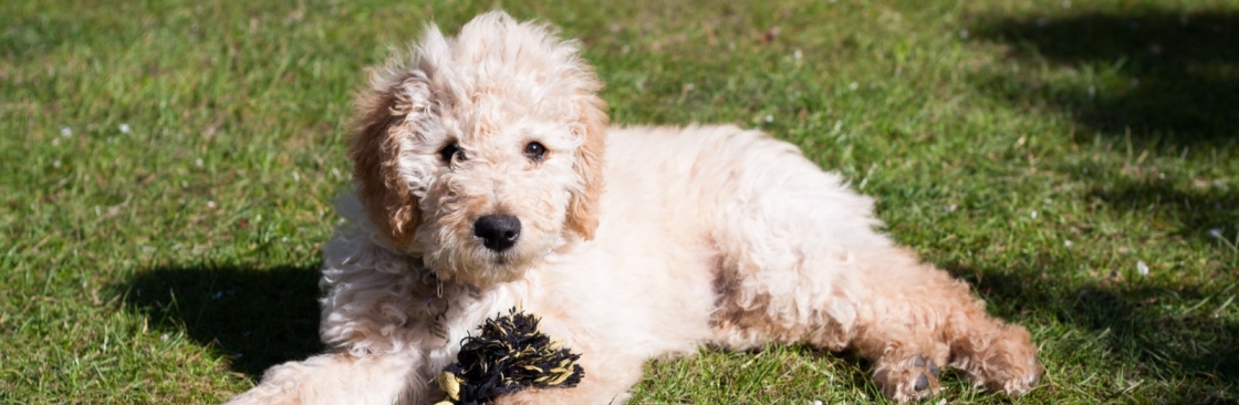 Hidden Springs Labradoodles Cover Image