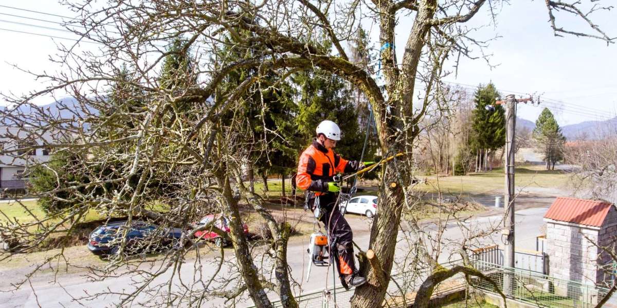 Construction Site Clearance - Tree Clearance North London