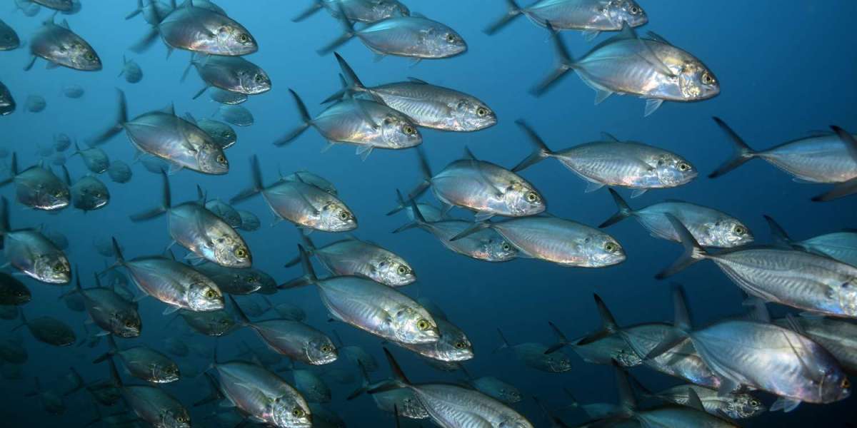 Why uncertainty reigns on world tuna stocks