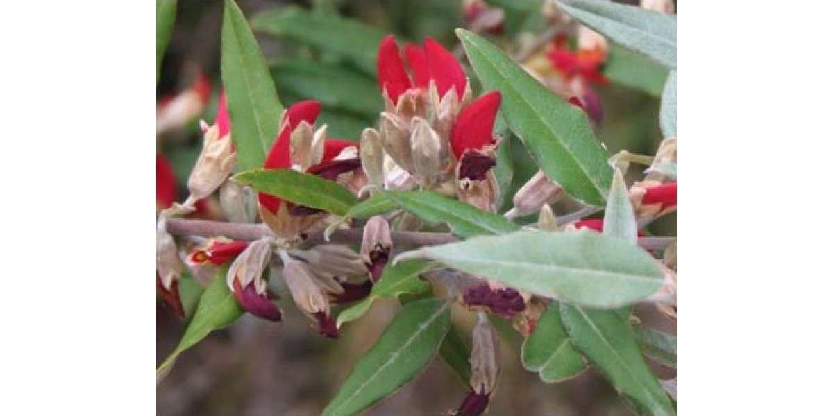 Explore Banksia Varieties - The Banksia Plant Family