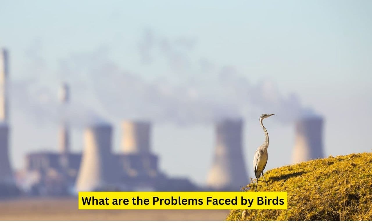 What are the Problems Faced by Birds - Spark Lark