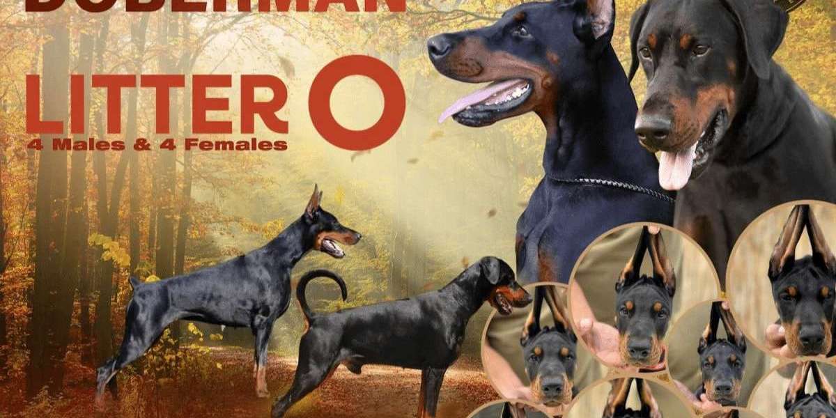 European vs. American Doberman: Key Differences Every Owner Should Know