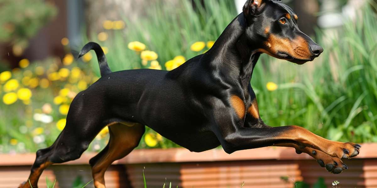 How to Crate Train Your European Doberman Puppy Effectively