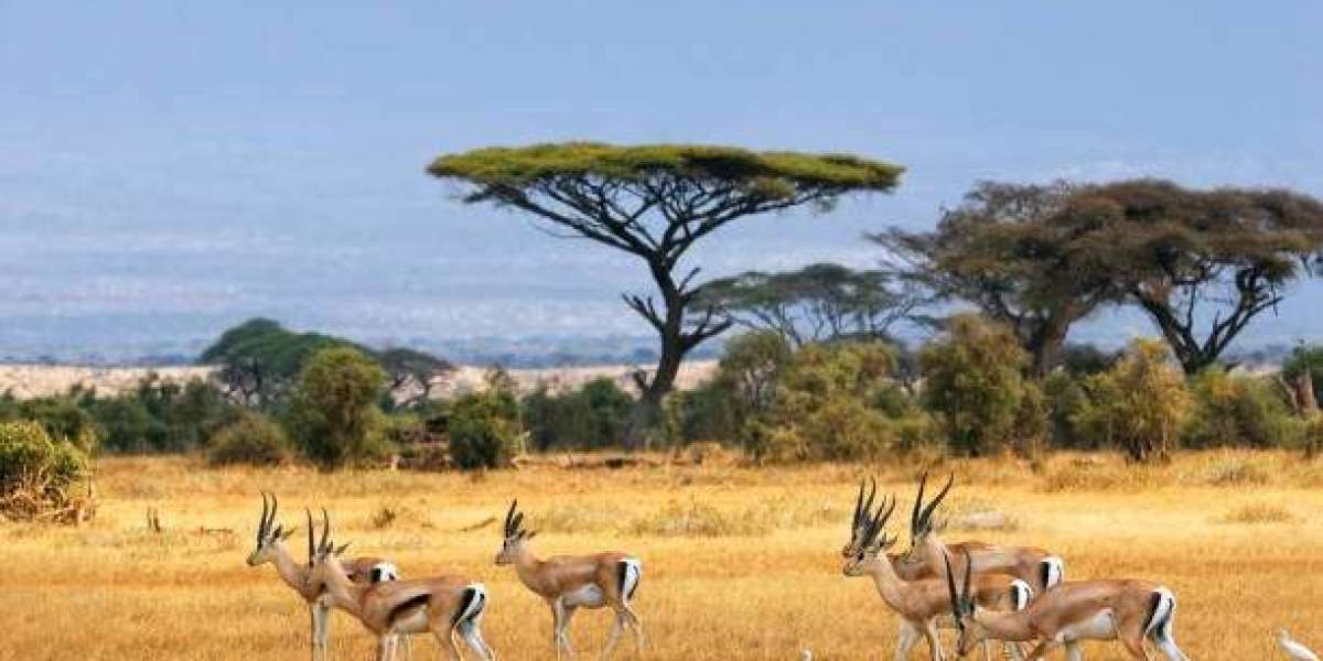 What makes Kenya safari and Mombasa holiday so special