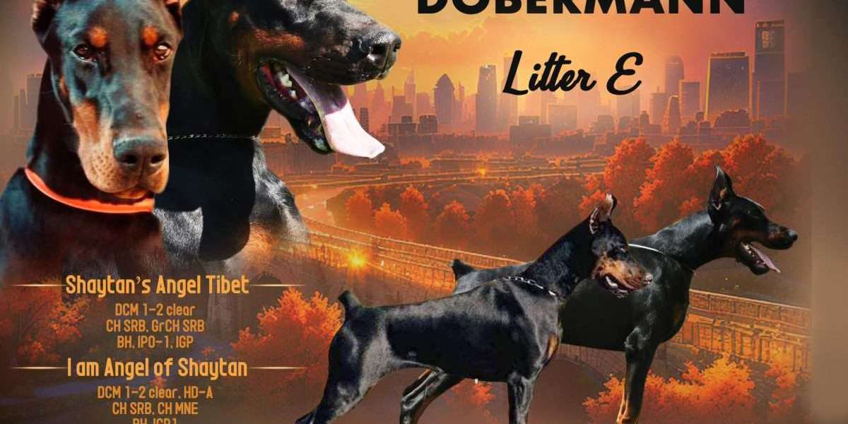 Most Common Behavioral Issues in European Dobermans and How to Correct Them