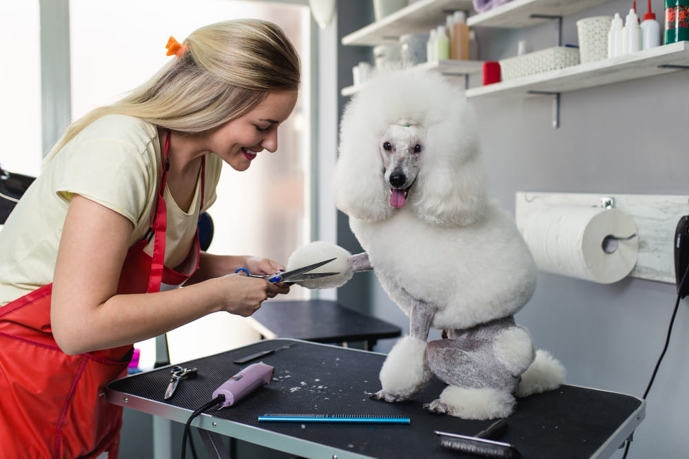 Professional Mobile Dog Grooming for First-Time Dog Owners - Gem Mobile Pet Grooming