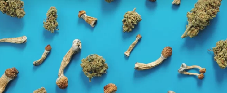 Magic Mushrooms and Cannabis: Exploring New Horizons at Hidden Gym, DC | by Hidden Gym Weed Dispensary | Oct, 2024 | Medium