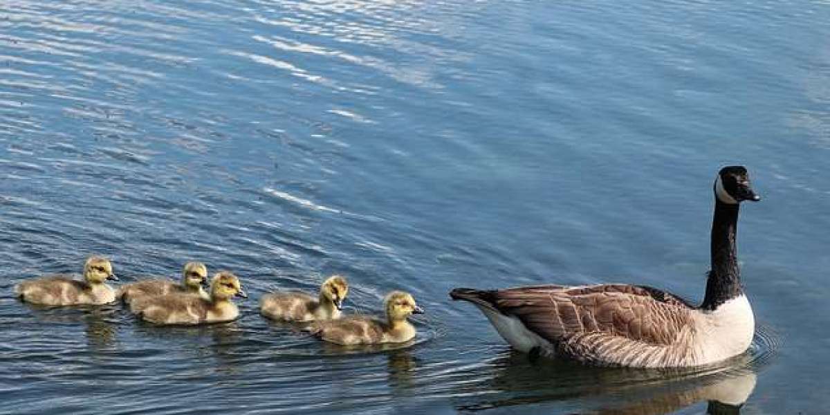 Birds and Bucks Outdoor Landing Colorado Goose Hunting Adventures Unrivaled Success in Nature