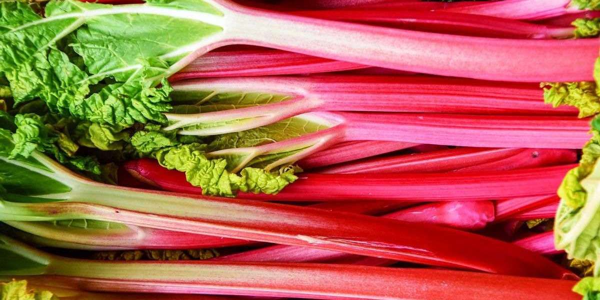 Prefeasibility Report on a Rhubarb processing Plant Project Setup Cost and Expanses