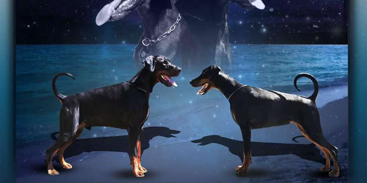 Meet the Largest Doberman Pinscher in History: Serbian Breeding Excellence