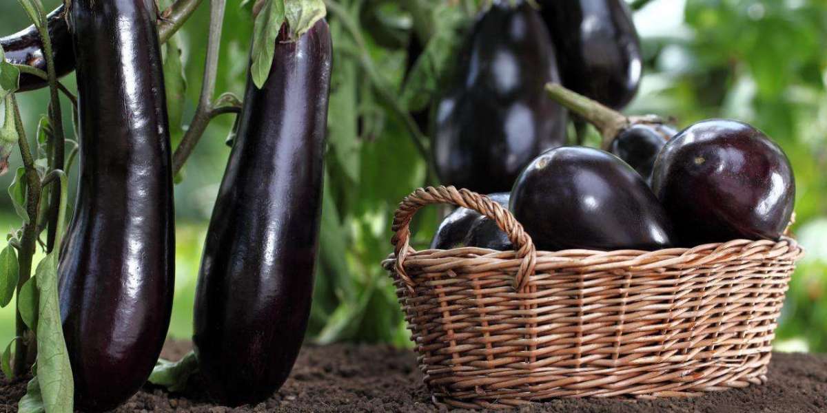 Roadmap for Setting up a Eggplant Processing Plant Project | Report by IMARC Group