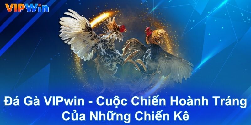 Đá Gà VIPwin - Cuộc Chiến Hoành Tráng Của Những Chiến Kê