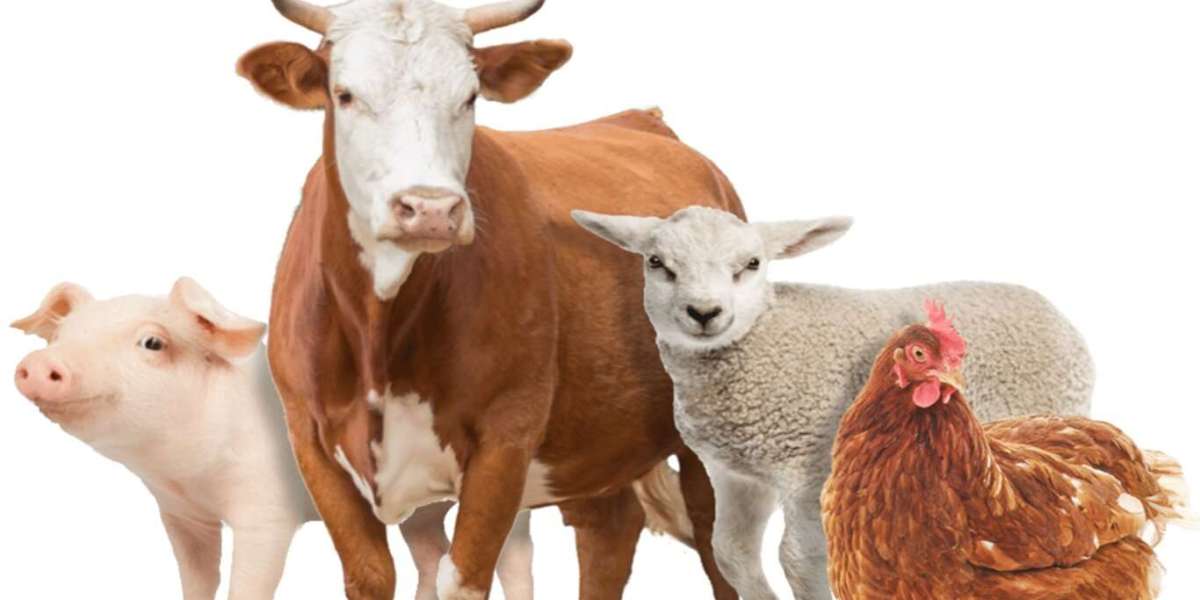 Animal Nutrition Market: Current Trends and Future Directions in Animal Feed Solutions