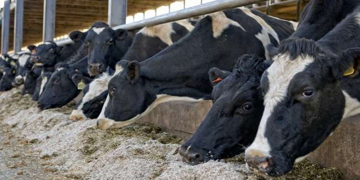 South America Animal Feed Additive Market: Forecast and Trends 2025-2029