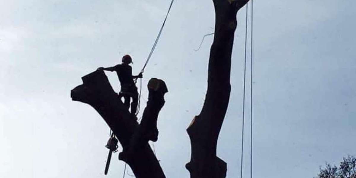 Trusted Tree Surgeons Near Me: Bailey Bros for Comprehensive Tree Care