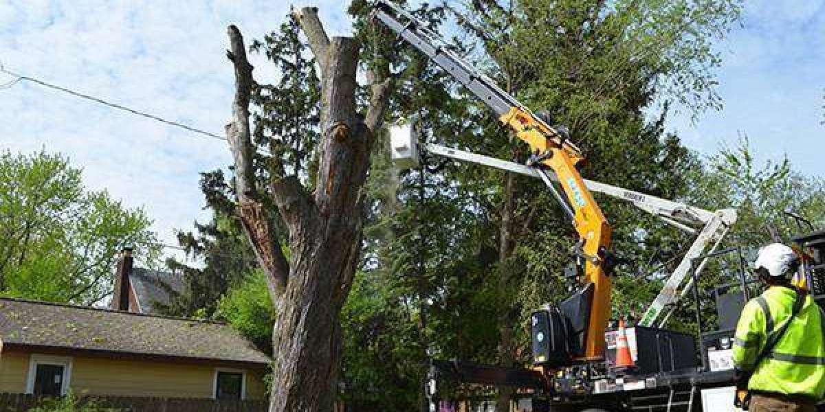 Professional Tree Removal Services in Sydney