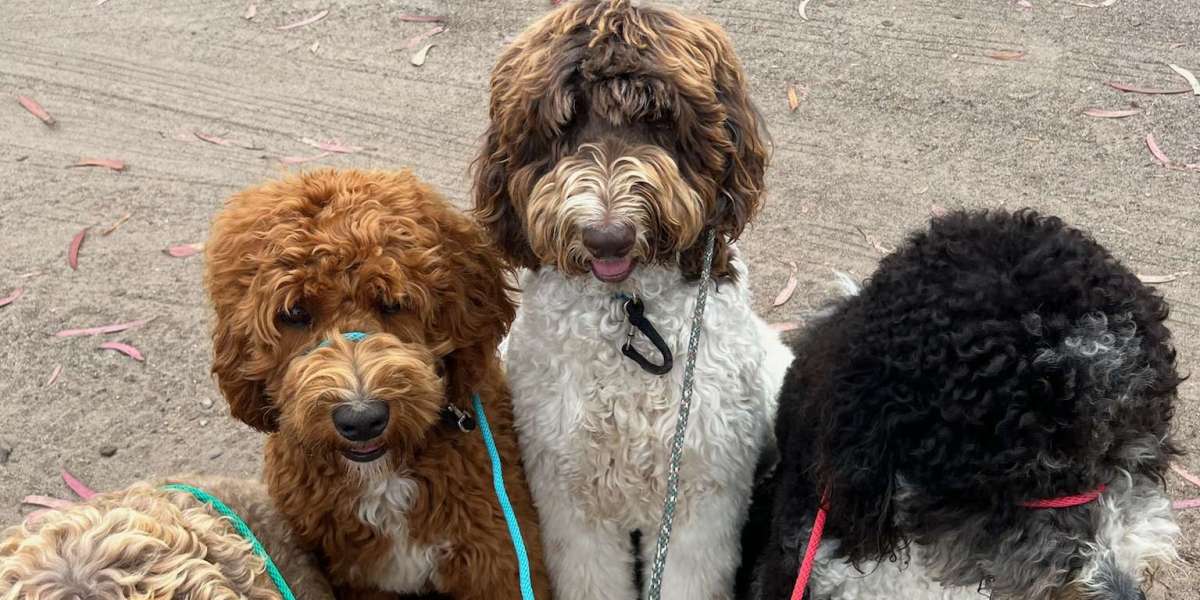 Coffee Runs to Phone Calls: Walking Made Easy with Good Walker Hands-free Leash