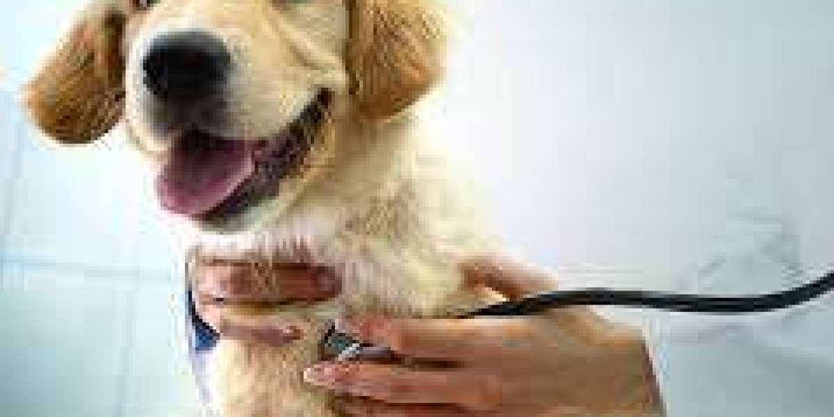 Pet Insurance Market Landscape: Current Market Overview, Competitive Dynamics and Trends