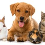 kainer vet Profile Picture