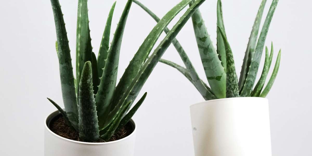 Aloe Vera Extracts Market : Winning Strategies for Success in the Growth, Innovation, and Expansion