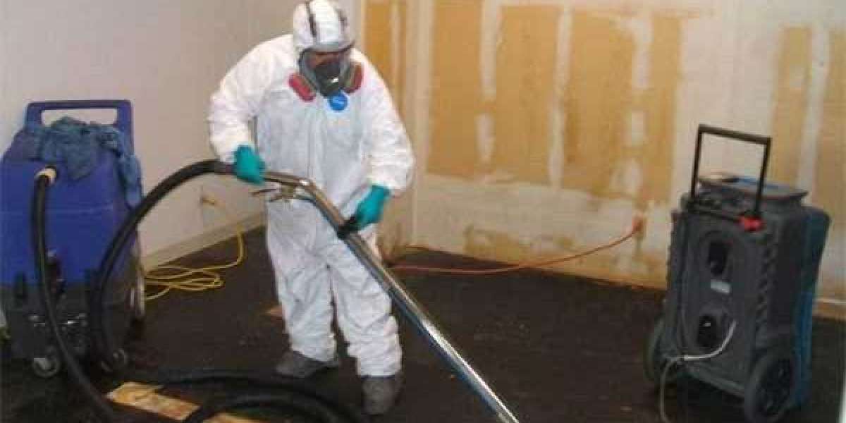 Expert Mold Removal and Remediation Services in Florida: Protect Your Home and Health