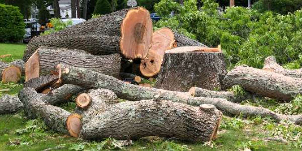 Expert Tree Care Services by Ernesto’s Tree Service