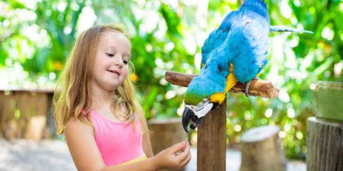 Your Ultimate Guide to Finding the Perfect Parrot Pet