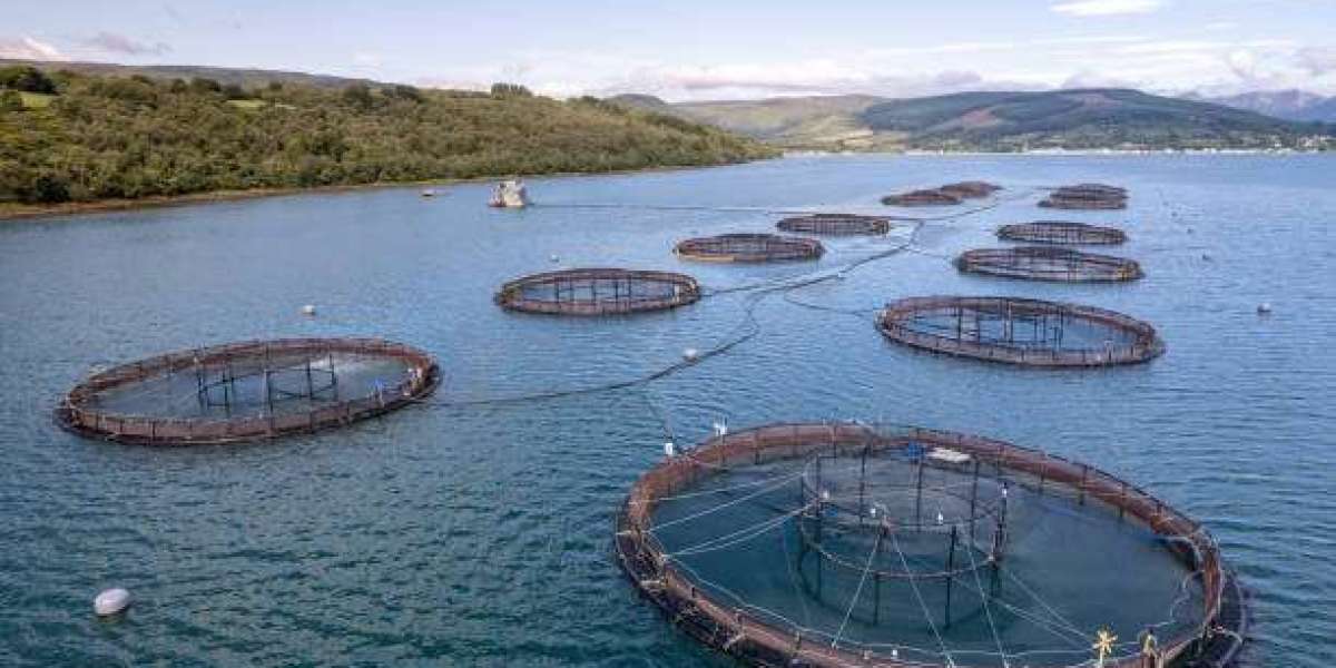 Aquaculture Market Research Offers Critical Insights into Growth Drivers, Trends, and Regional Prospects