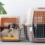 small cage for dogs Profile Picture
