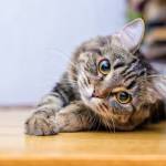 Brandon A. Smeltzer Smeltzer Profile Picture