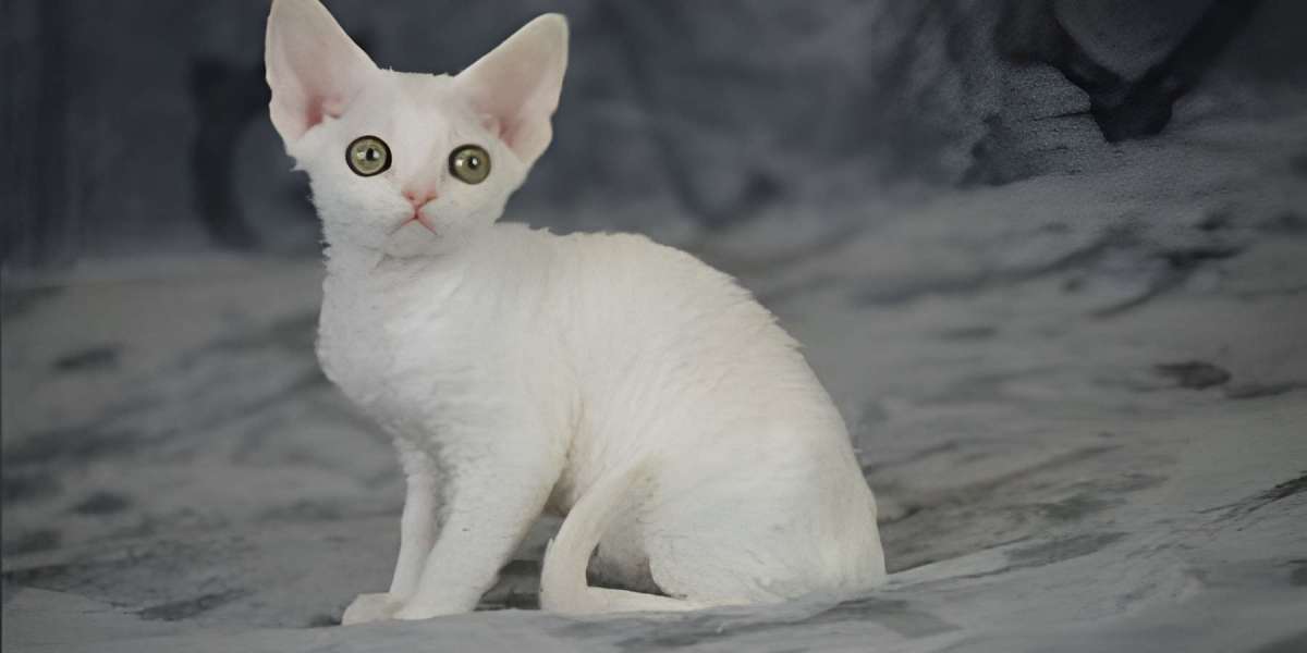 A Proactive Owner's Guide to Sphynx Cat Health and Wellness