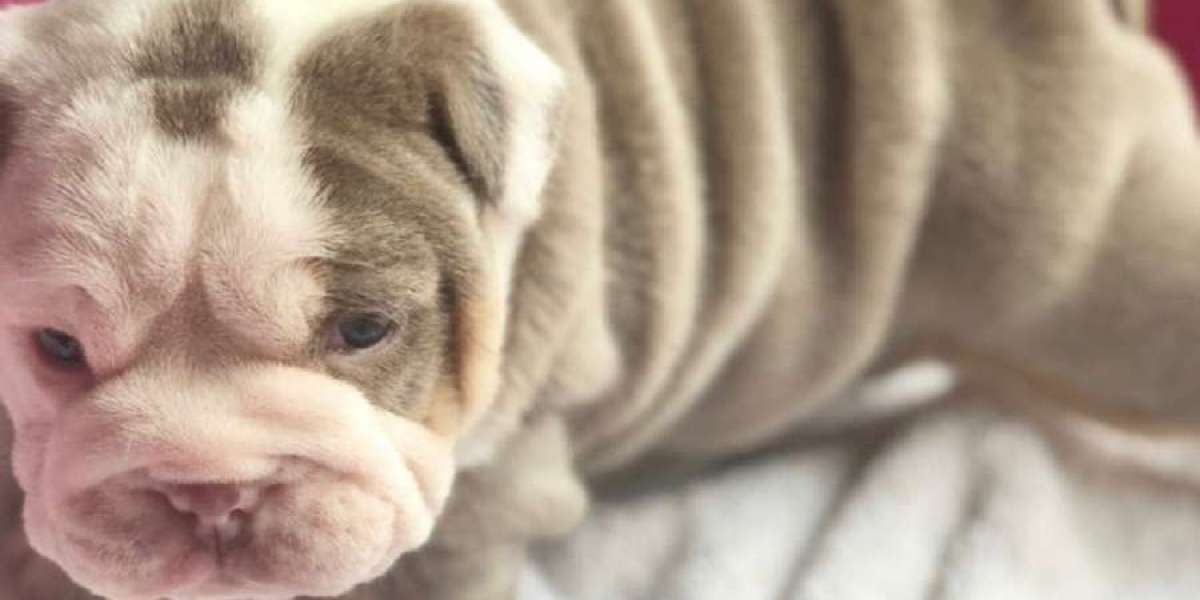 A Day in the Life: What Owning an English Bulldog is Really Like