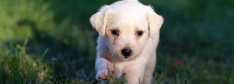 masterof puppies Cover Image