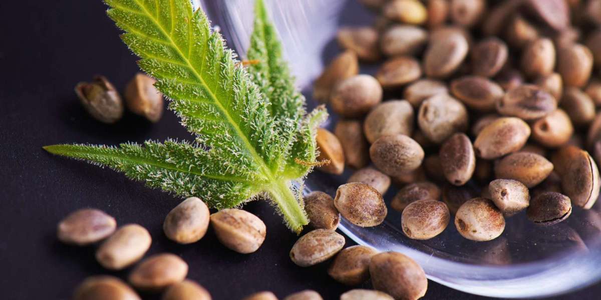 Cannabis seeds market projected growth driven by legalization and evolving seed technologies