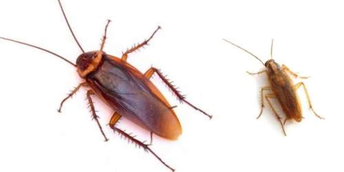 Effective Roach Control Solutions for Brooklyn Homes