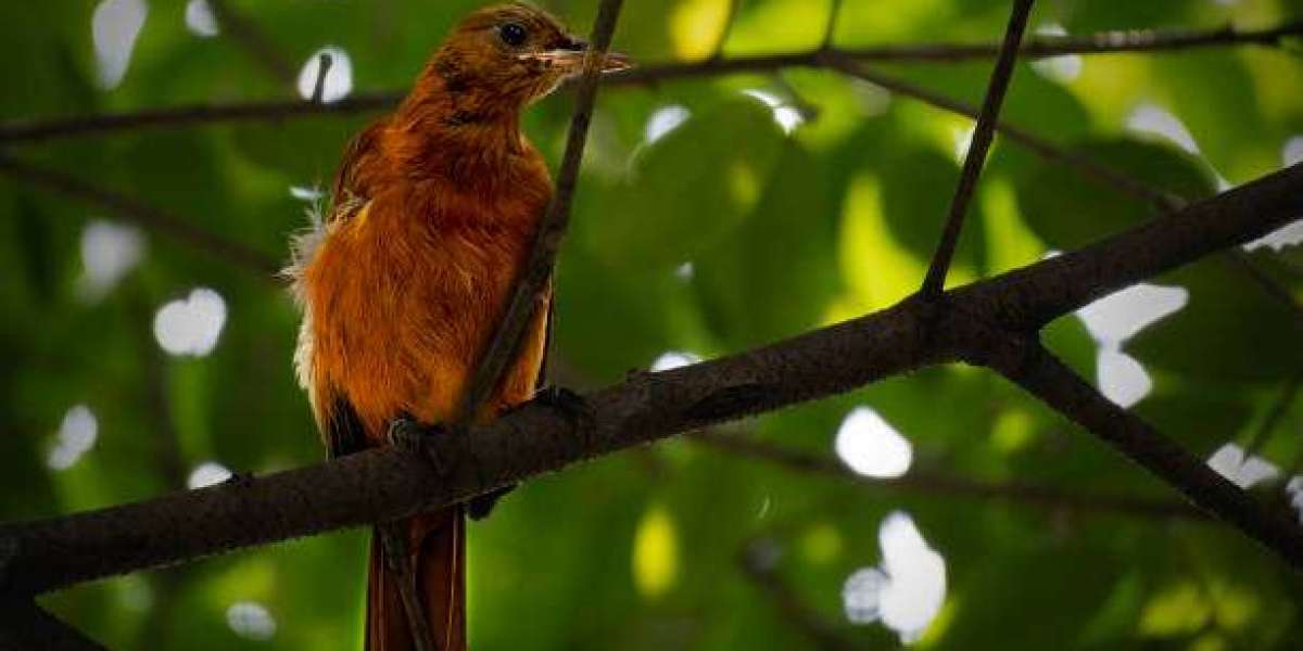 Can Humans Die from Touching It?