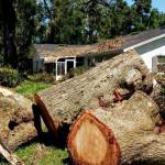 NYC Tree Pro Profile Picture